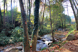 Riera d'Arbúcies